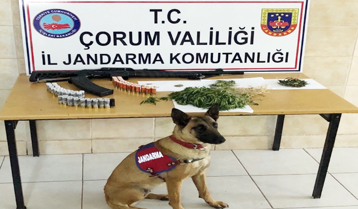 Çorum’da Hint Keneviri Ele Geçirildi