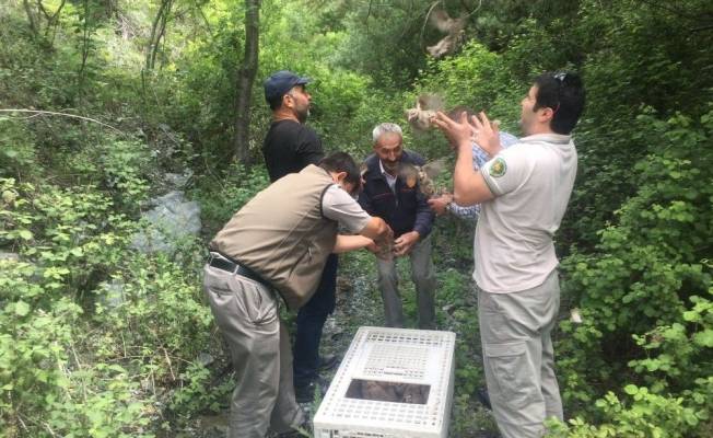 Doğaya Kınalı Keklik Salındı