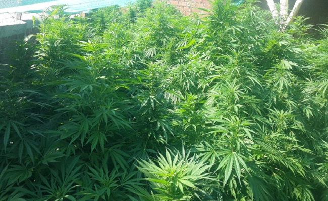 Kaçak Hint Keneviri Ele Geçirildi