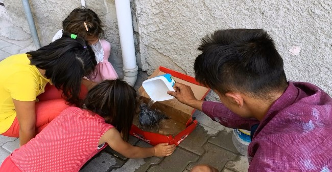 Çocuklar Yaralı Güvercine Seferber Oldular