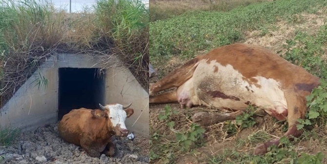 Danaları İtfaiye Kurtardı