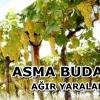 Asma Budaması Yaparken Düştü