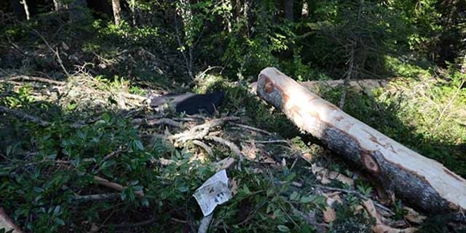 Kestiği Ağaç Ölümüne Neden Oldu