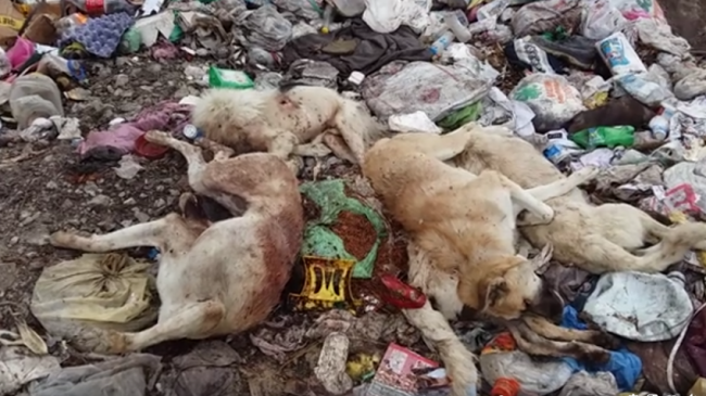 8 Köpeği Katlettiler