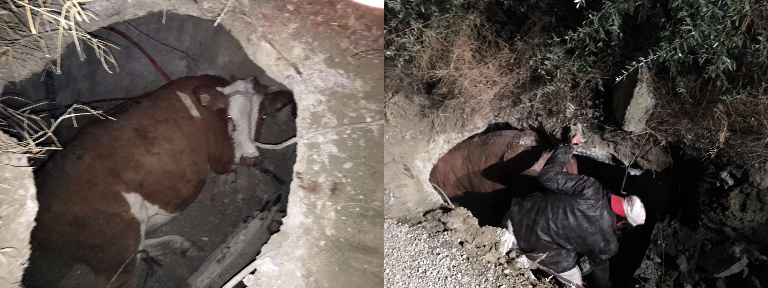 İnek 2 Saatte Kurtarılabildi