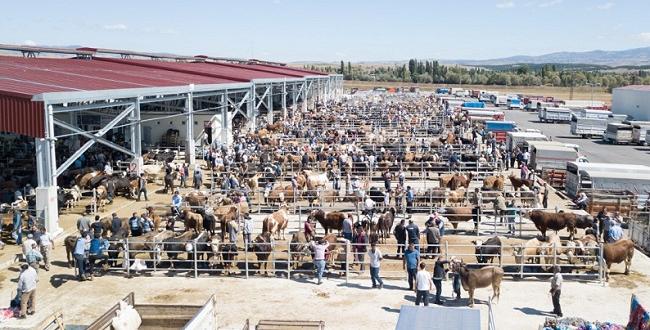 Hayvan Pazarı 8 Ekim’de Açılıyor