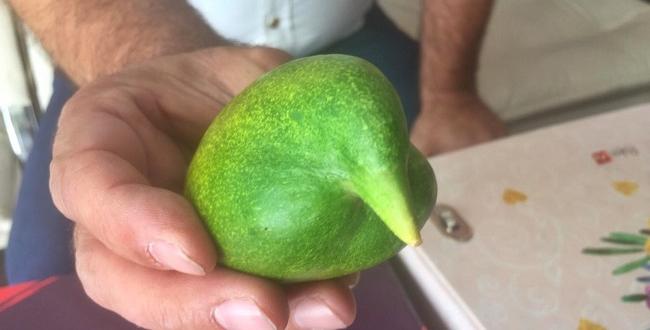 Bu Salatalık Görenleri Şaşkına Çevirdi