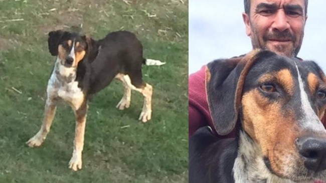 Çalınan Köpeğini Arıyor
