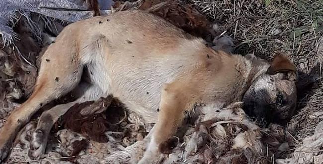 Köy Karantinaya Alındı