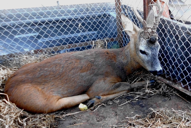 Tedavi Edilip, Doğaya Salındılar