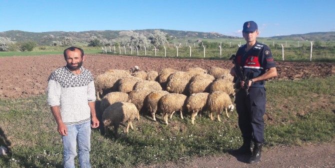 Kayıp Olan Koyunları Jandarma Buldu