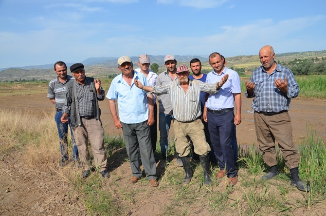 Çeltik Tarlaları Kurumaya Başladı