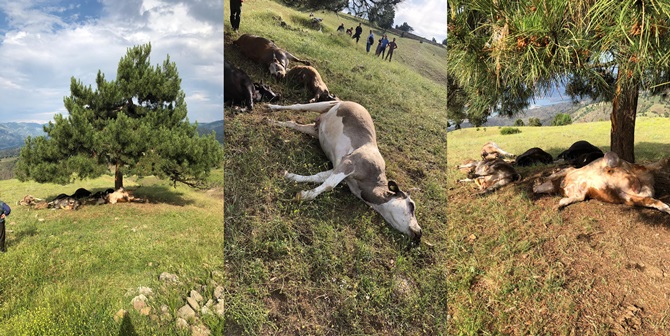 Yıldırım Hayvanları Telef Etti