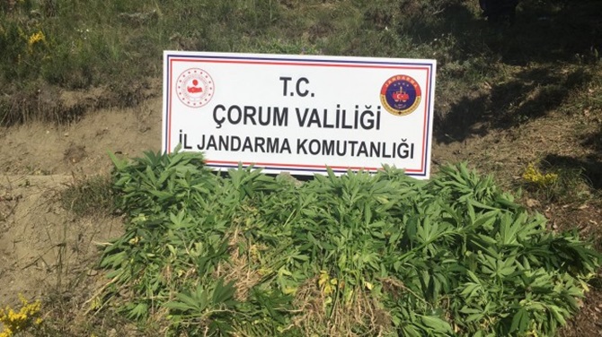 Jandarmadan Kenevir Operasyonu