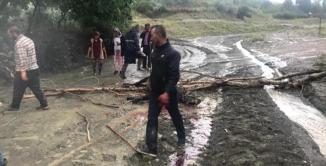 Büyükbaş Hayvanlar Telef Oldu