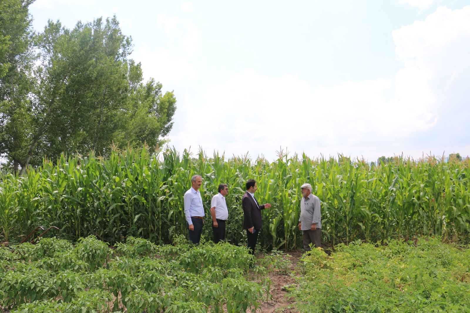 Yeni Gelir Kapısı Silajlık Mısır!