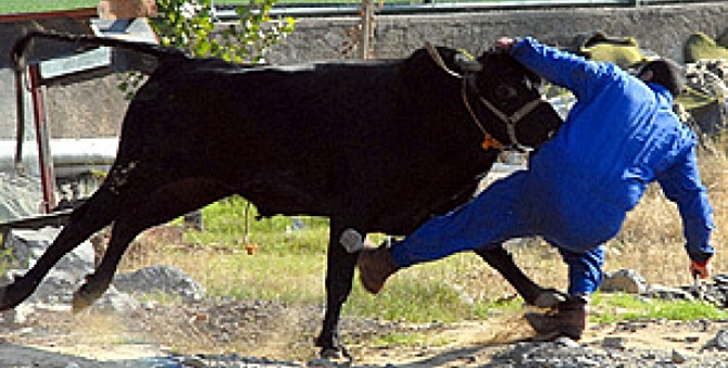 Hayvanın Teptiği Genç Ağır Yaralandı