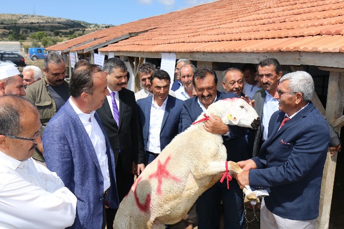 Damızlık Koç Teke Üretim İstasyonu Açıldı