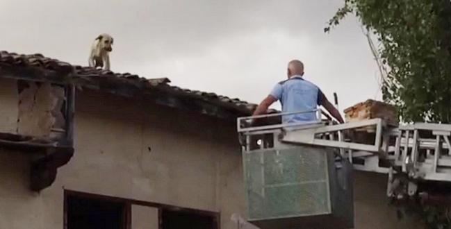 Köpek Çatıda Mahsur Kaldı