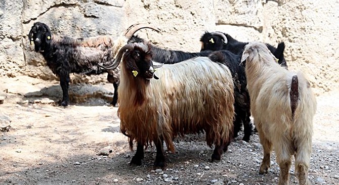 Kayıp Keçileri Jandarma Buldu