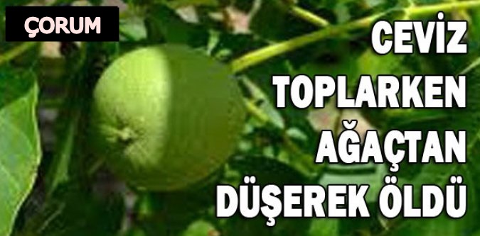 Ceviz Ağacının Altında Ölü Bulundu