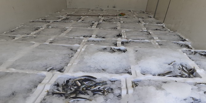 Kargı’da 2 Ton Kaçak Balık Yakalandı