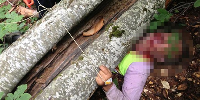 Kestiği Ağacın Altında Can Verdi