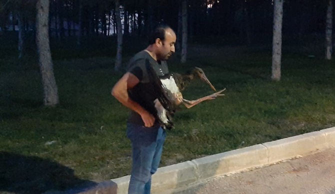 Yaralı Leylek Tedaviye Alındı
