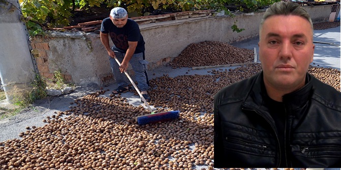 Oğuzlar 77 Cevizi Coğrafi İşaret Tescili Aldı