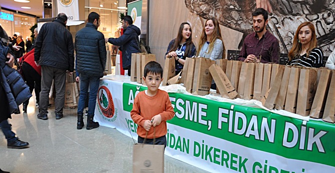 Yeni Yıl İçin Çam Dağıttılar