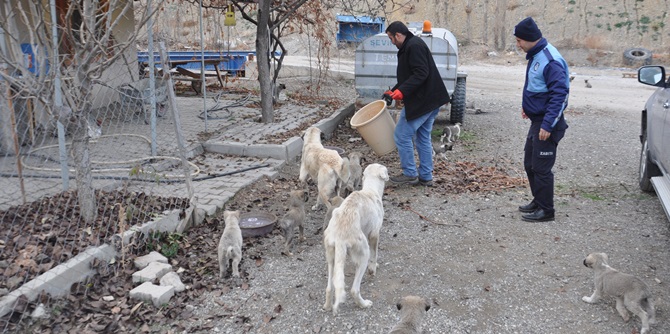 Bayat Belediyesi Sokak Hayvanlarına Sahip Çıkıyor