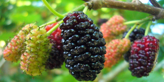 Köyler, ‘Dut’lanacak