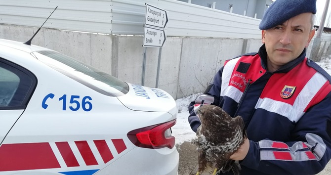Yaralı Şahin’i Jandarma Ekipleri Kurtardı