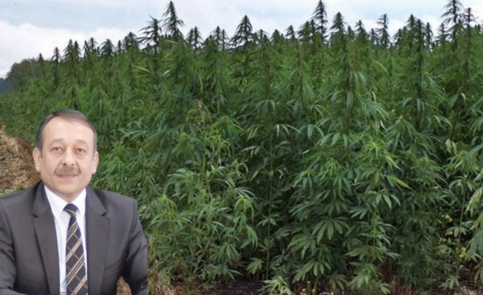 Kenevir Yetiştireceklere Uyarı