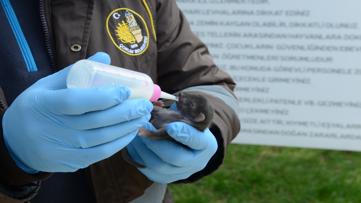 Yavru Sansarlar Emin Ellerde