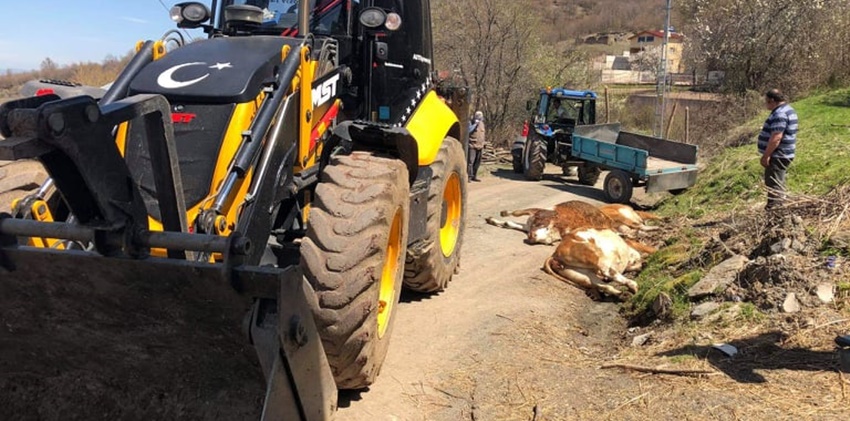 Büyükbaş Hayvanlar Telef Oldu