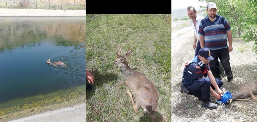 Boğulmak Üzeri Olan Karaca’yı Jandarma Kurtardı