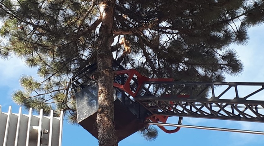 Mahsur Kalan Kediyi İtfaiye Kurtardı