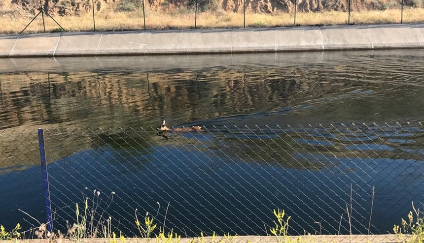 Su Kanalına Düşen Karaca’yı Jandarma Kurtardı