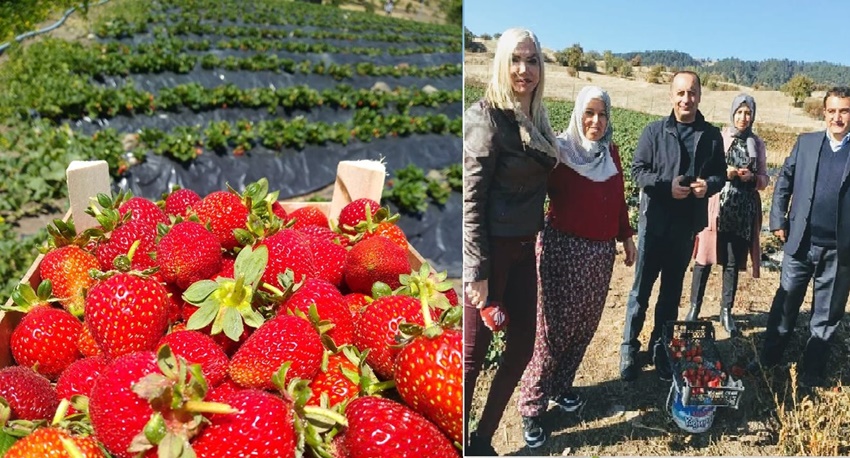 Şeyh Köyü’nde 100 Ton Organik Çilek Üretilecek