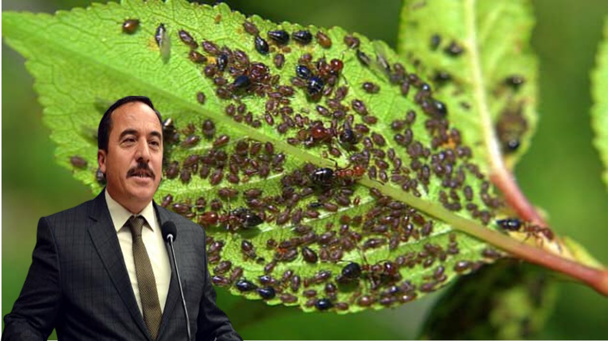 Yaprak Bitine Karşı Uyarılarda Bulundu