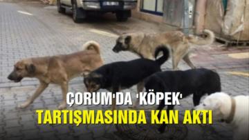 Köpek Yüzünden Kan Aktı