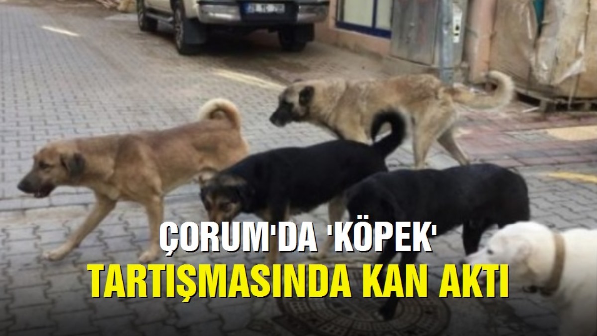 Köpek Yüzünden Kan Aktı