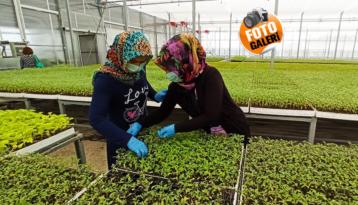 Çorum’da Tıbbi ve Aromatik Bitki Fidesi Üretiliyor