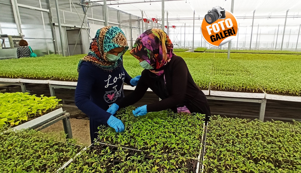 Çorum’da Tıbbi ve Aromatik Bitki Fidesi Üretiliyor