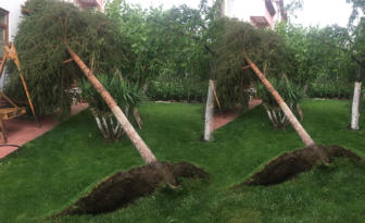 Fırtına Ağaçları Kökünden Söktü