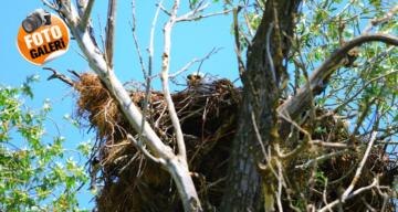 ‘Şah Kartallar’Korumaya Alınıyor