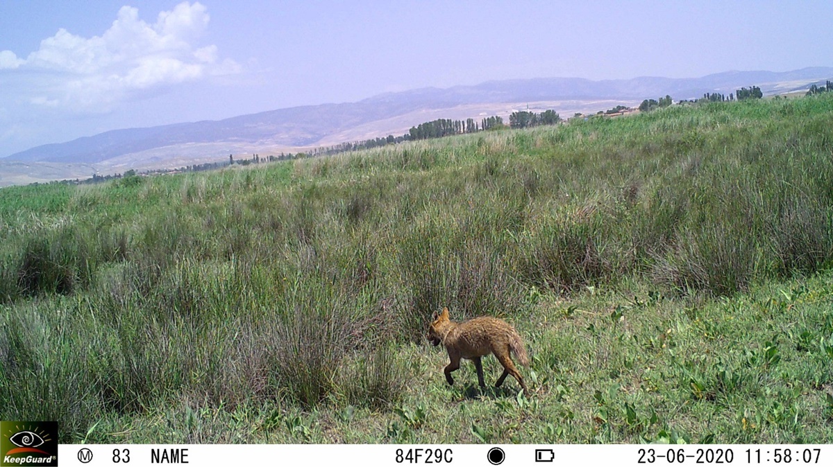 Çorum’daki Aslan İddiaları Asılsız Çıktı