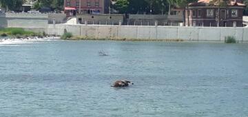 Kızılırmak’taki Hayvan Leşi Tepki Çekti