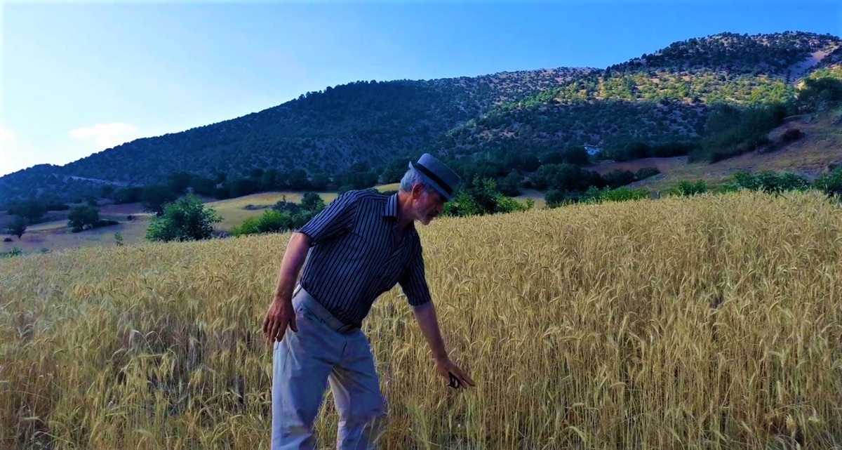 Osmancık’ta Buğdayı Sıcak Vurdu